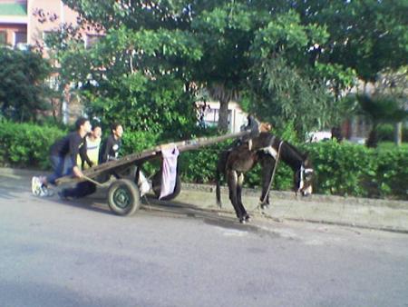 nawfal  et  ses  copain  lolllllllllllllllll